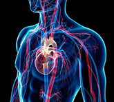Vascular Assessment